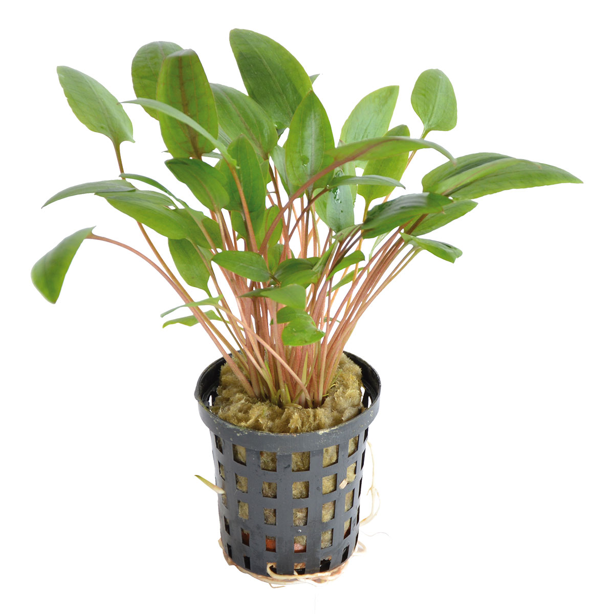 Aquafleur Cryptocoryne Wendtii Grün im 5 cm Topf