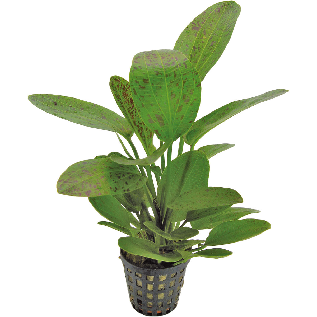 Aquafleur Echinodorus Ozelot Grün Pflanze im 5 cm Topf