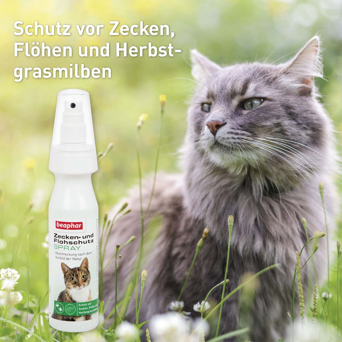 Spray Damit Katzen Nicht An Möbel Gehen beaphar Zecken- und Flohschutz Spray für Katzen 150ml