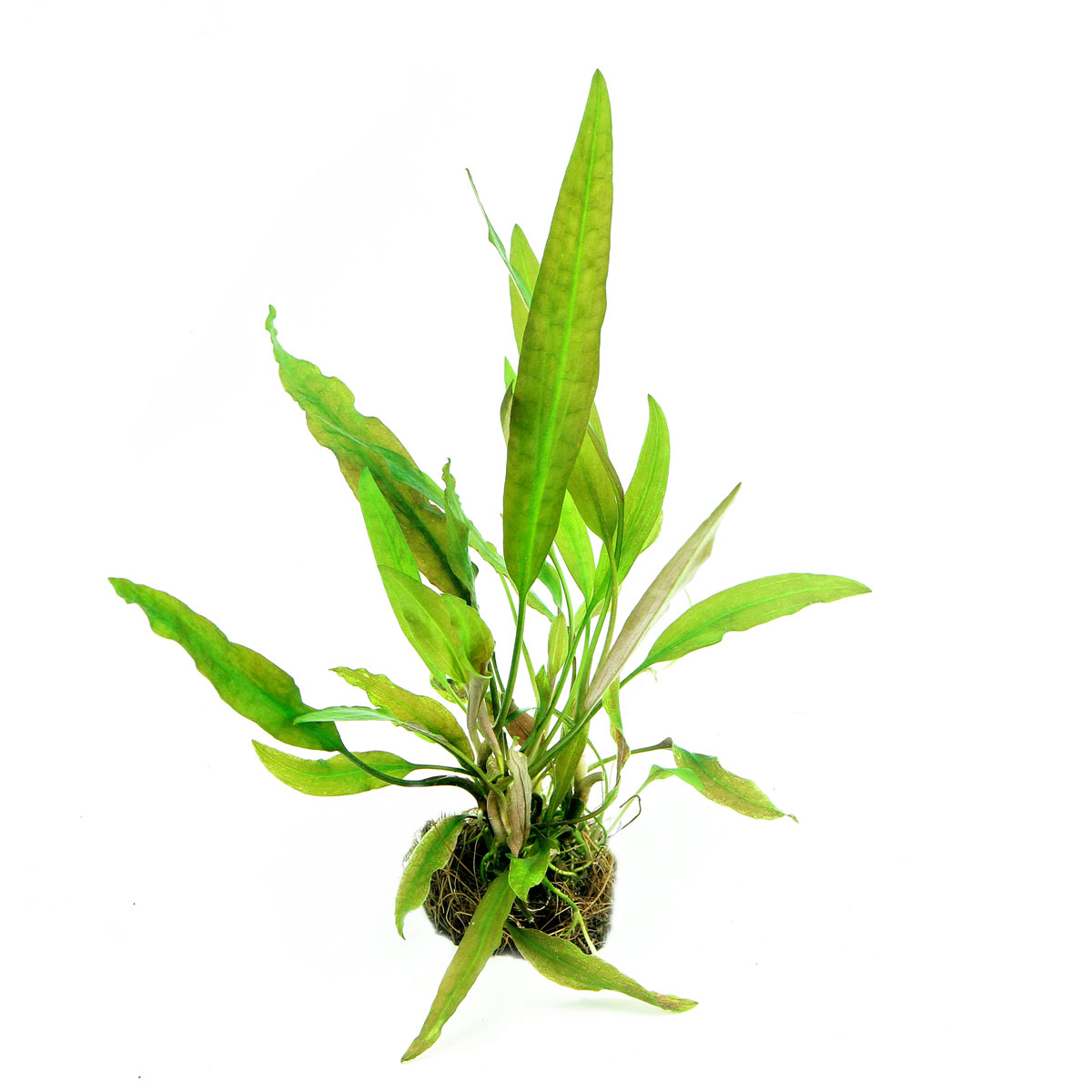 Levně Dennerle akvarijní rostlina Cryptocoryne usteriana In-Vitro