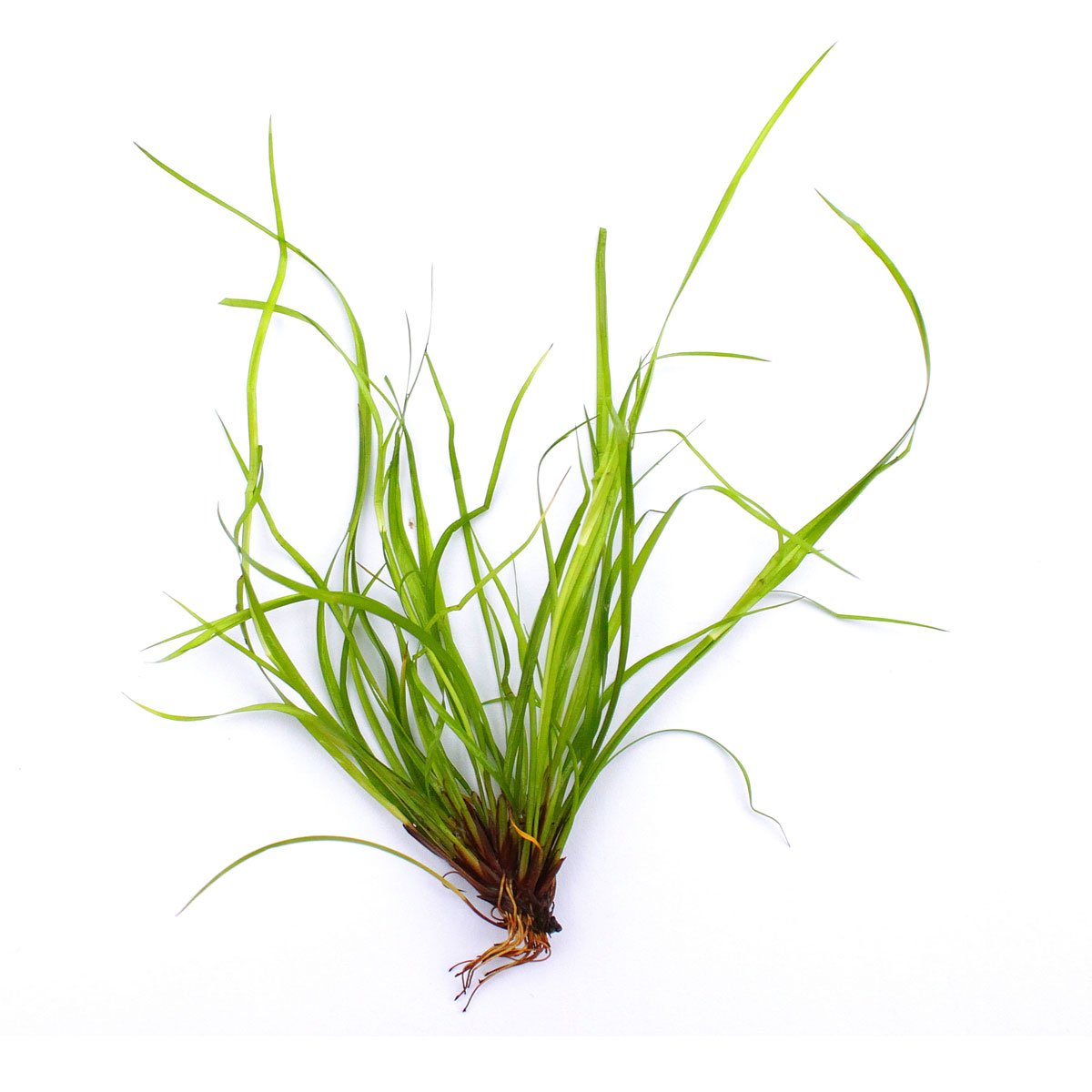 Dennerle akvarijní rostlina Juncus repens In-Vitro