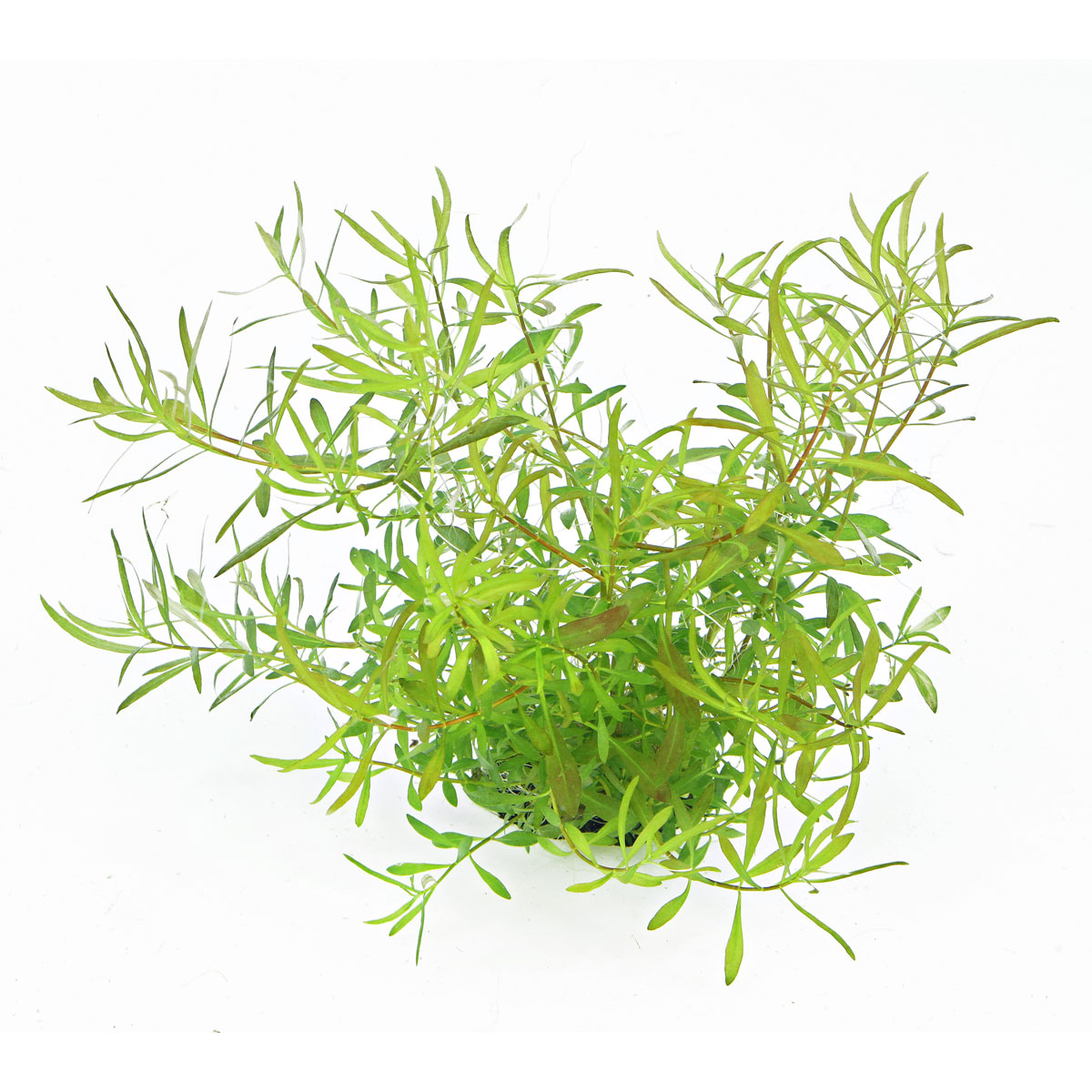 Dennerle akvarijní rostlina Ludwigia arcuata In-Vitro