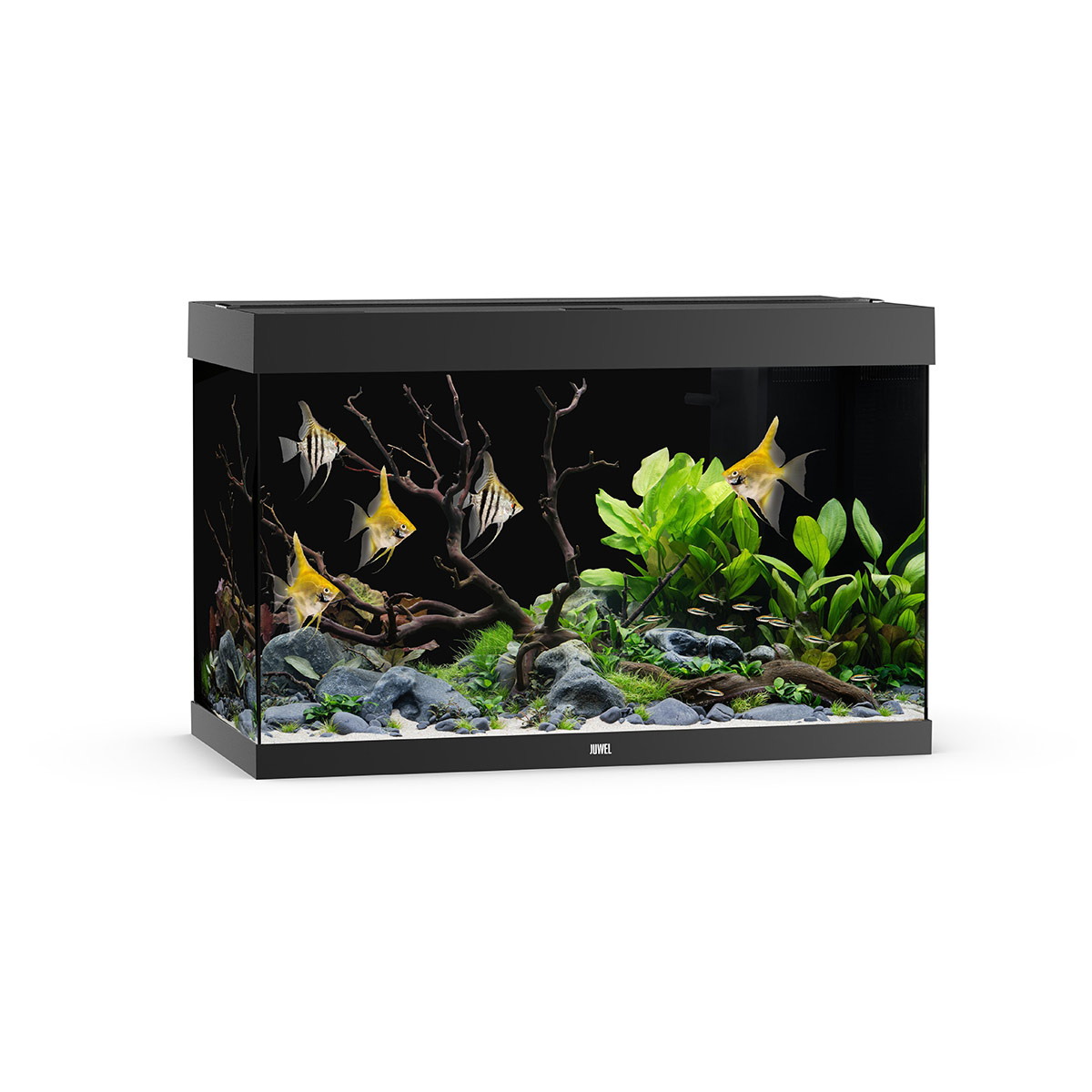 Juwel Rio 290 LED Aquarium