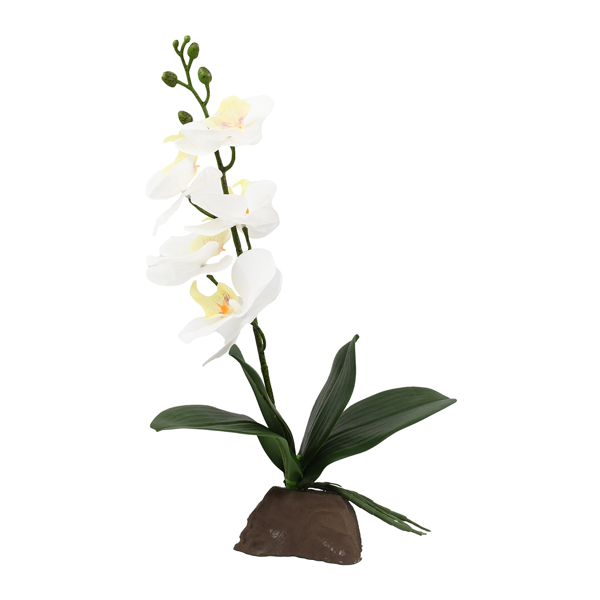 Lucky Reptile Orchidee klein weiß 35 cm