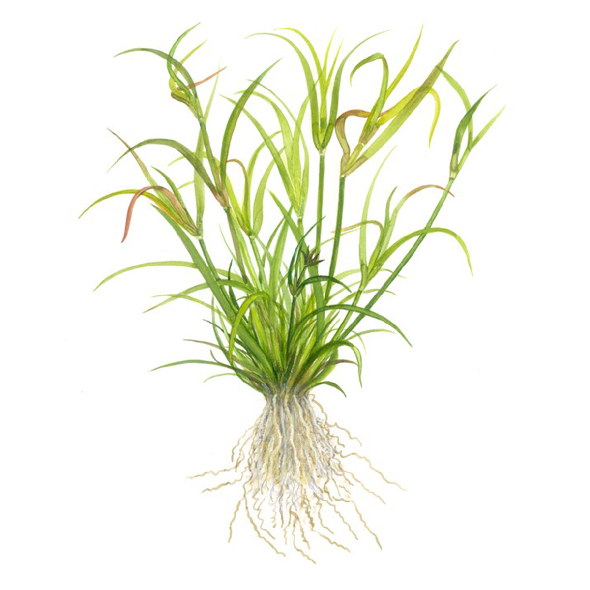 Tropica Juncus repens akvarijní rostlina