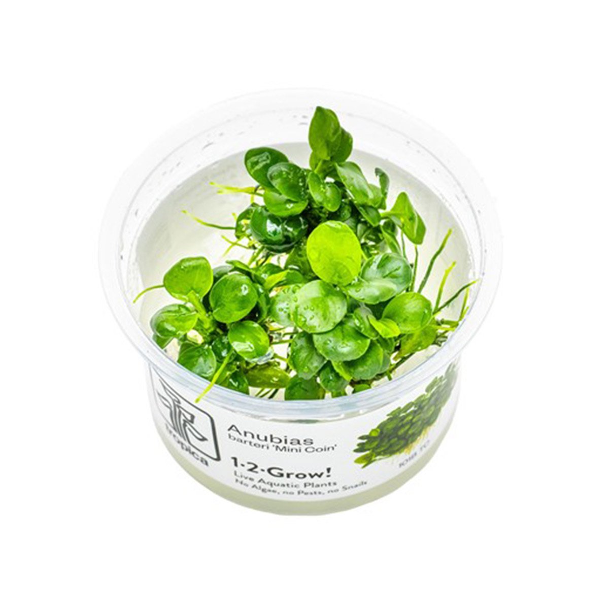 Tropica Aquariumpflanze Anubias barteri Mini Coin