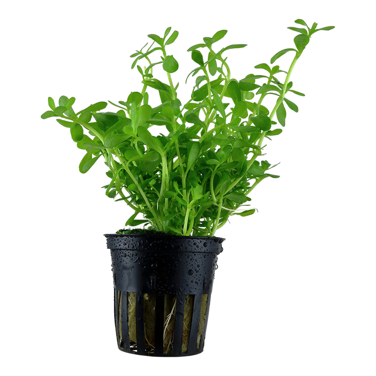 Tropica akvarijní rostlina Bacopa monnieri 'Compact'
