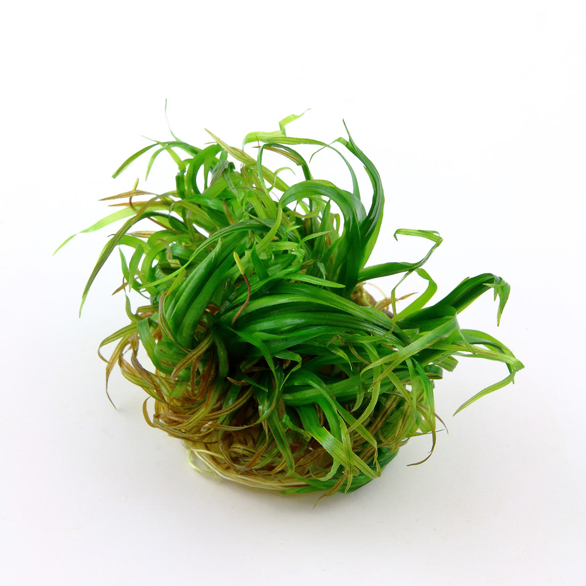 Tropica akvarijní rostlina Blyxa japonica