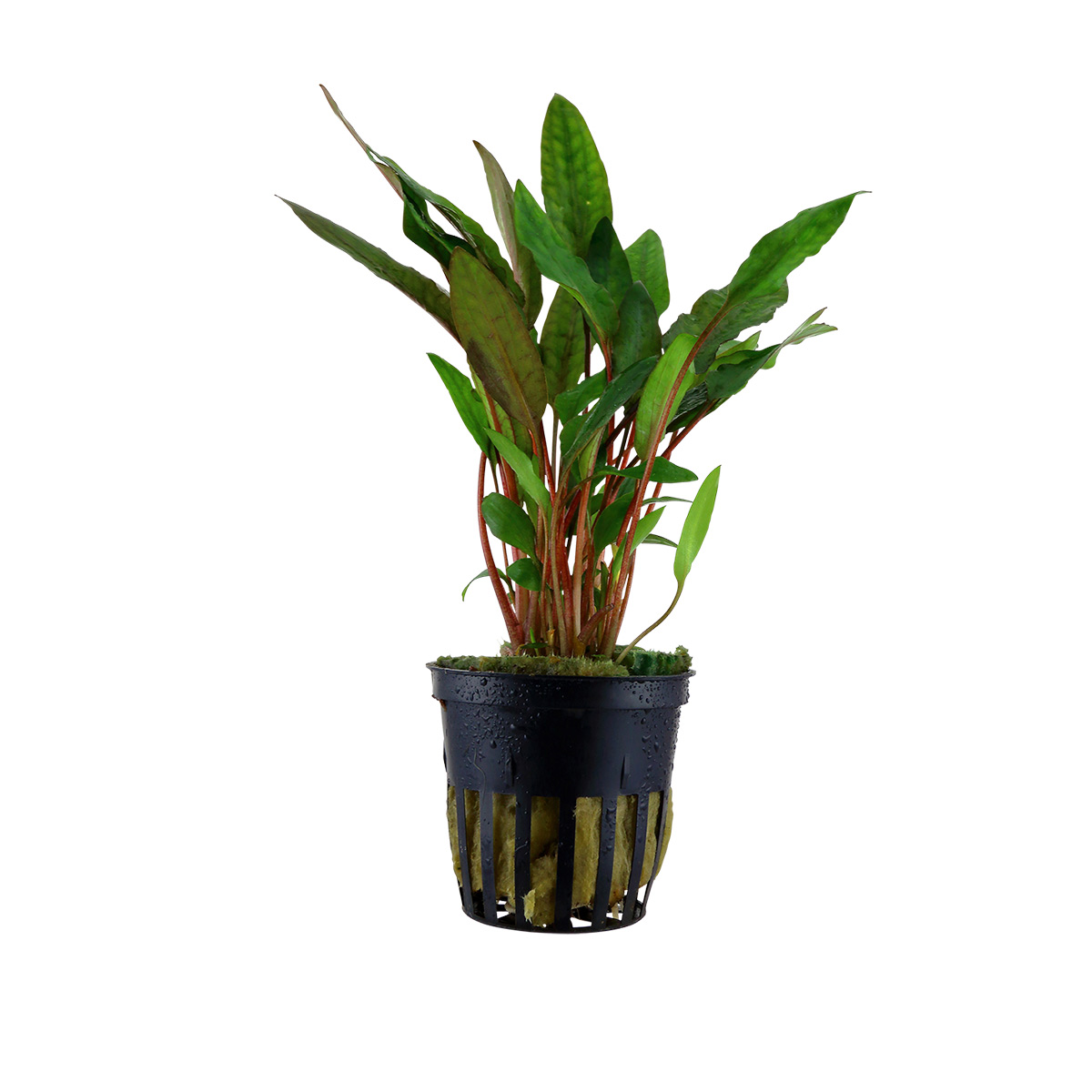 Tropica akvarijní rostlina Cryptocoryne beckettii 'Petchii'