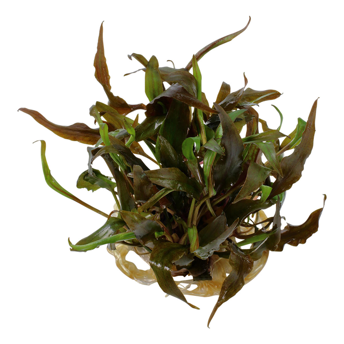 Tropica Cryptocoryne undulatus 'Red‘ akvarijní rostlina