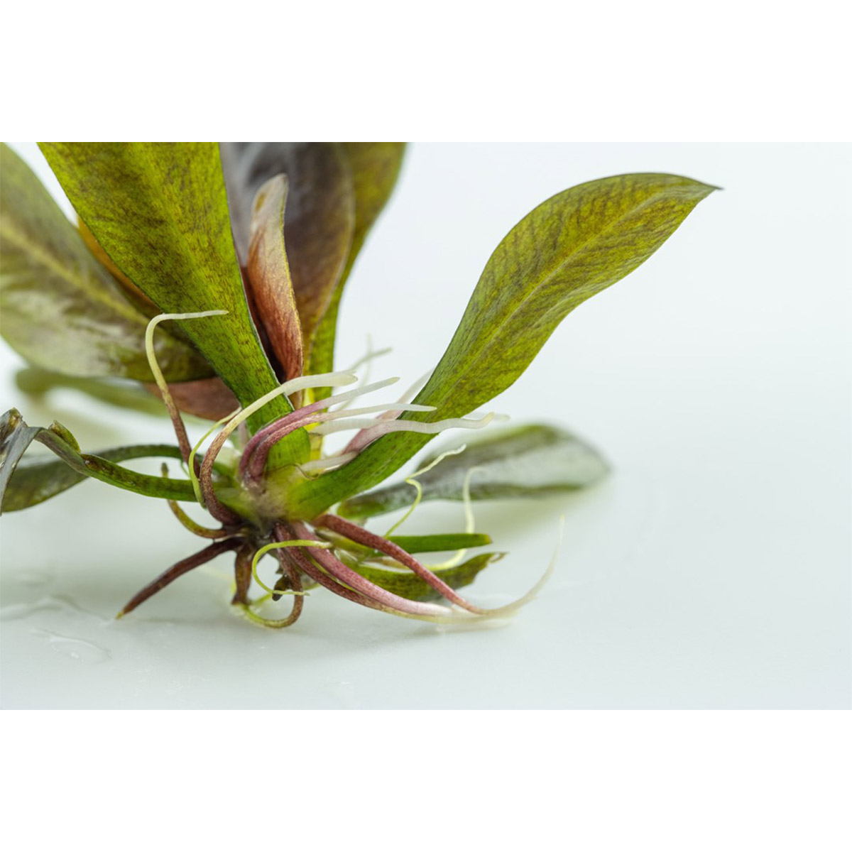 Tropica Echinodorus 'Reni‘ akvarijní rostlina