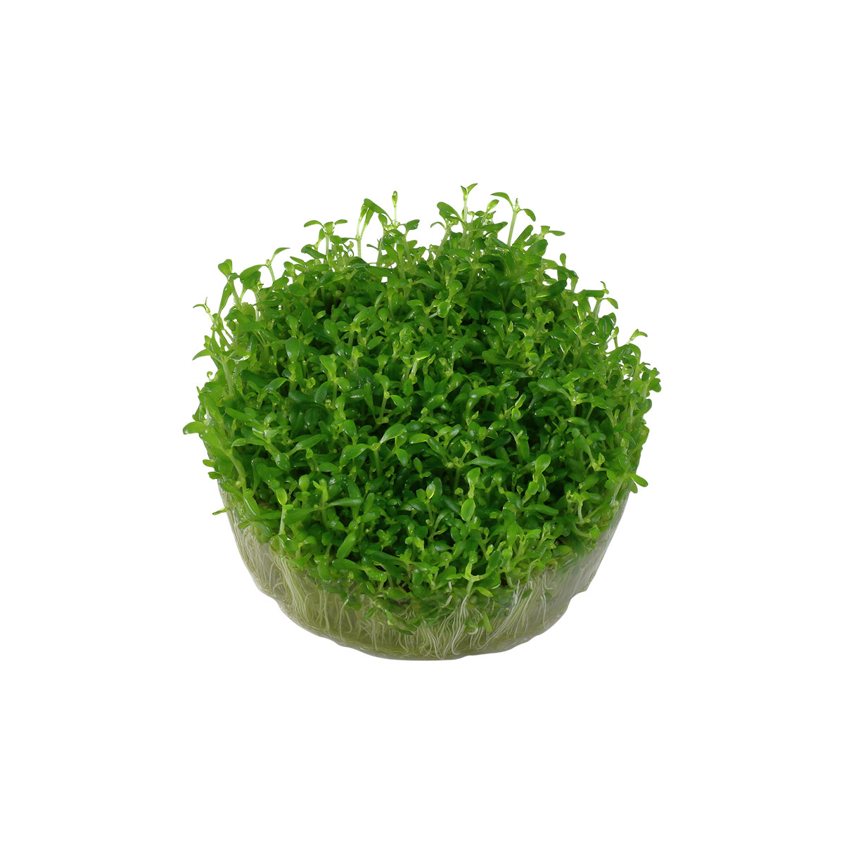 Tropica Elatine hydropiper akvarijní rostlina