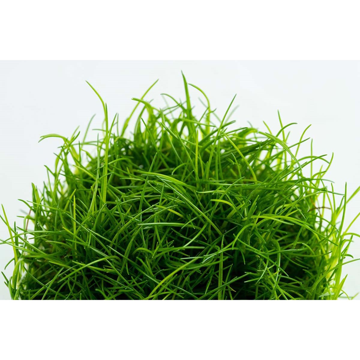 Tropica Eleocharis acicularis akvarijní rostlina