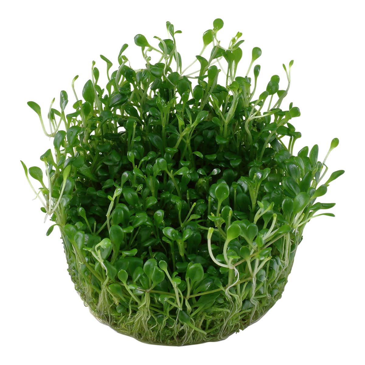 Tropica Glossostigma elatinoides akvarijní rostlina