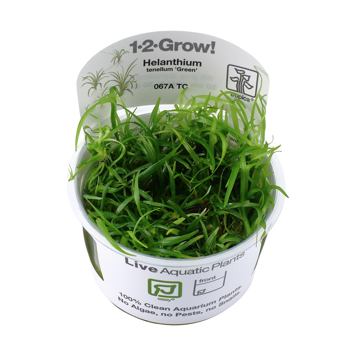 Tropica akvarijní rostlina Helanthium tenellum 'Green'