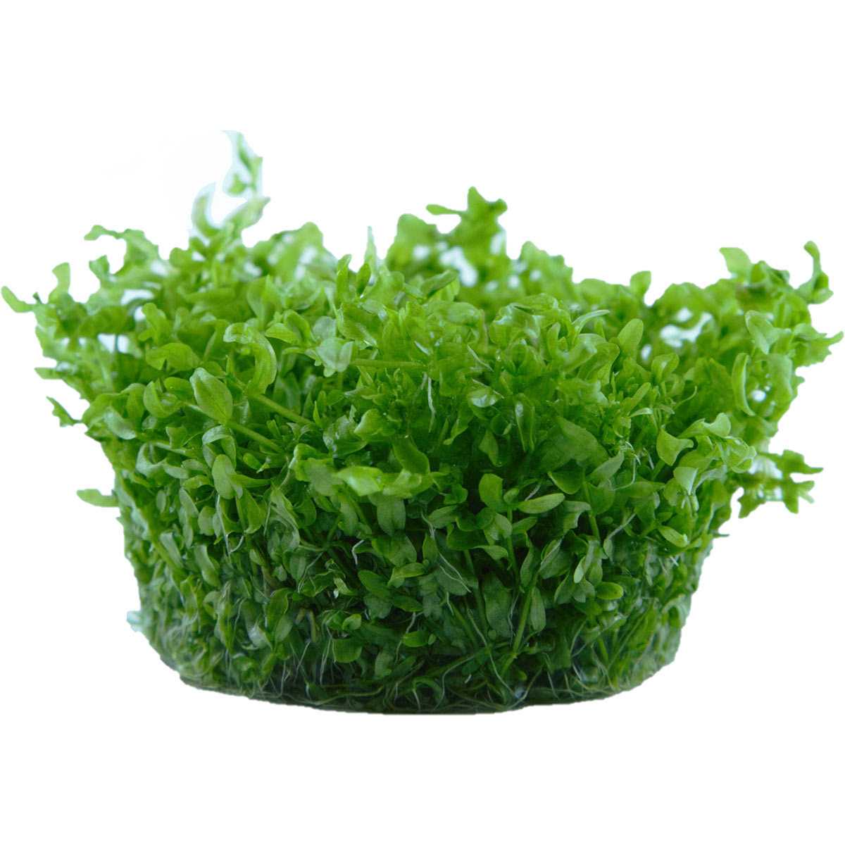 Tropica Hemianthus micranthemoides akvarijní rostlina