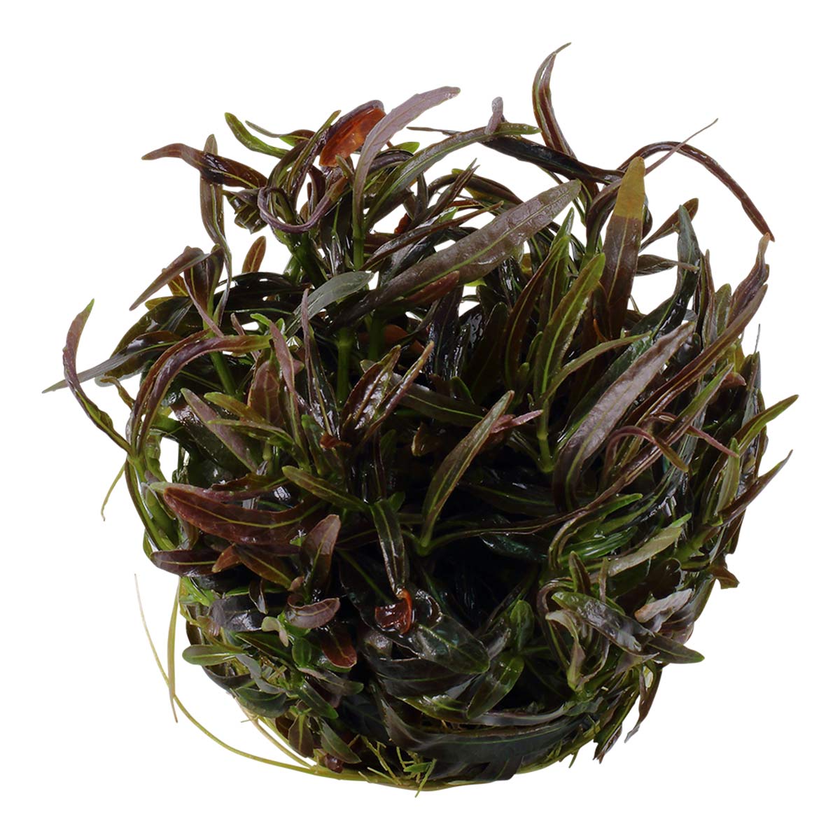 Tropica akvarijní rostlina Hygrophila lancea 'Araguaia'