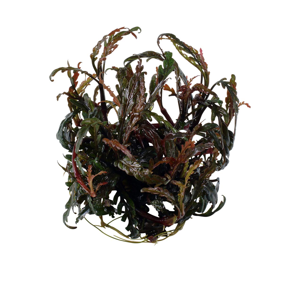 Tropica akvarijní rostlina Hygrophila pinnatifida