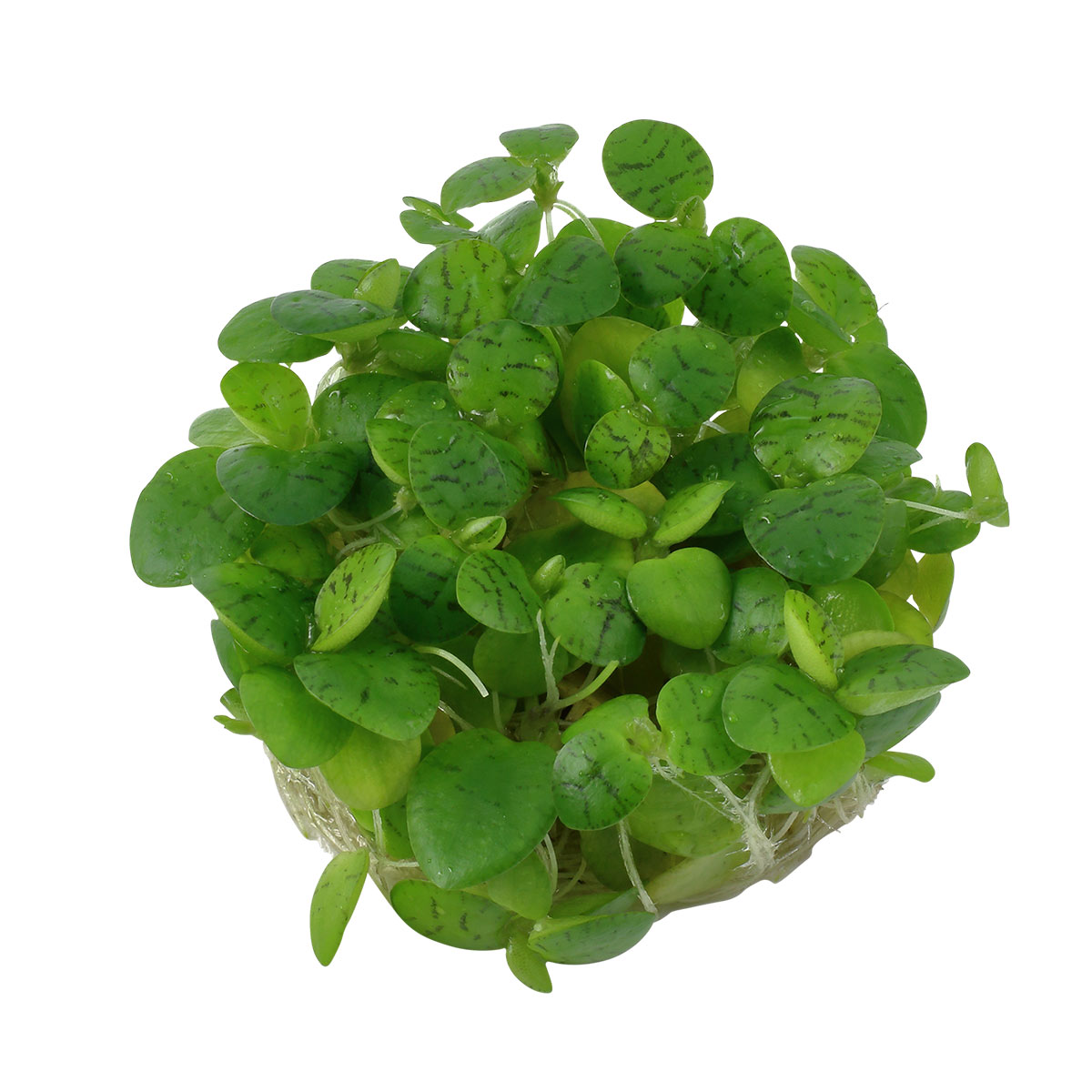 Tropica akvarijní rostlina Limnobium laevigatum