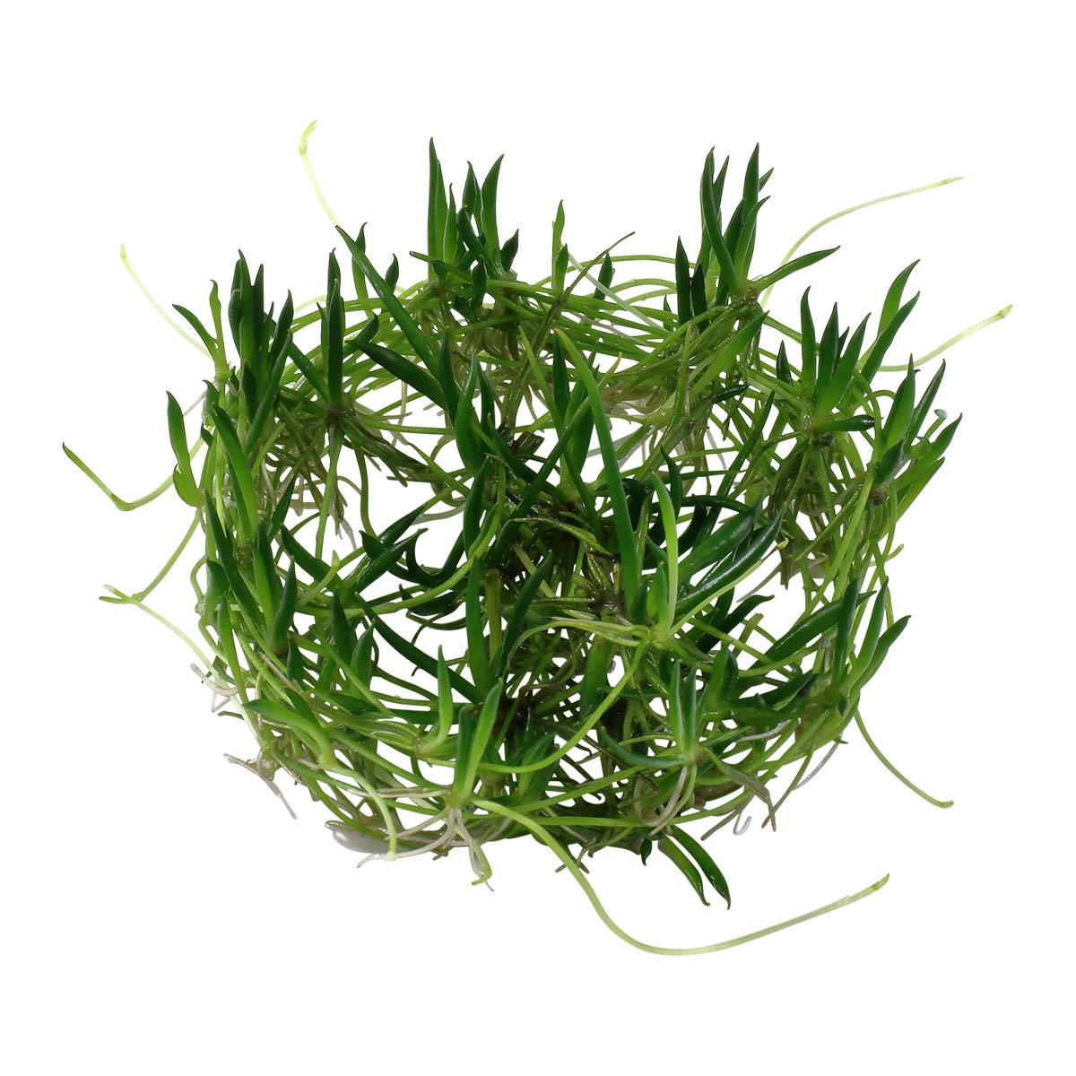 Tropica akvarijní rostlina Littorella uniflora
