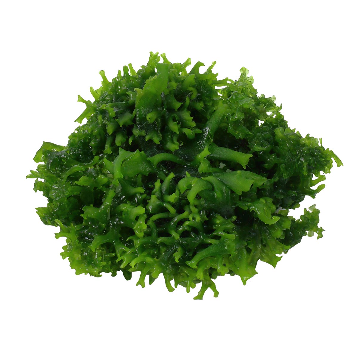 Tropica akvarijní rostlina Monosolenium tenerum
