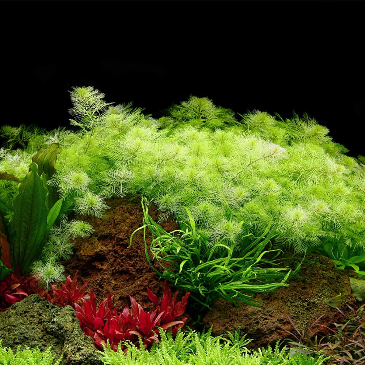 Tropica akvarijní rostlina Myriophyllum mattogrossense