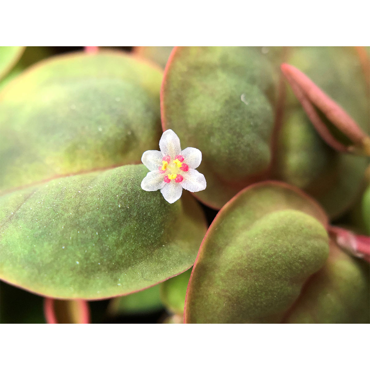 Levně Tropica akvarijní rostlina Phyllanthus fluitans