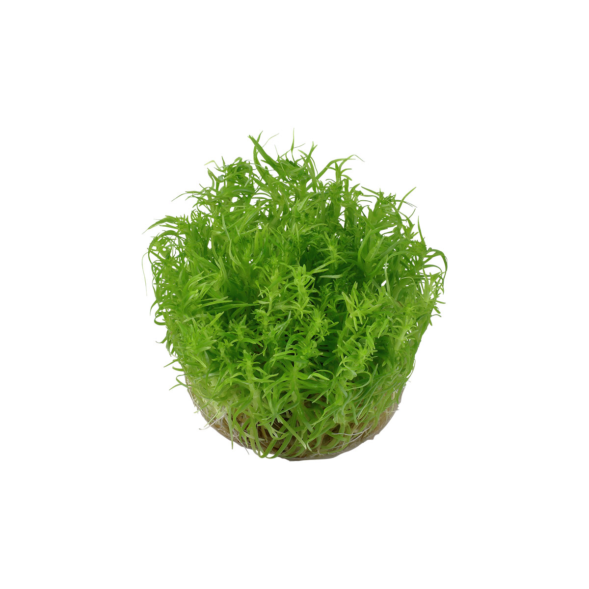 Tropica Pogostemon erectus akvarijní rostlina