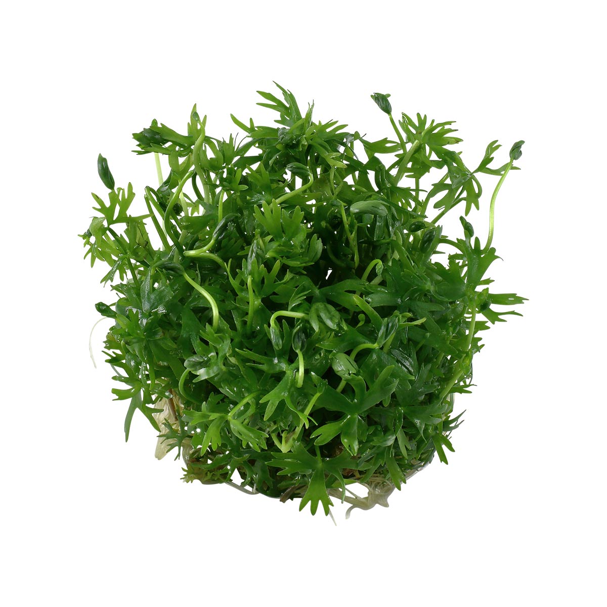 Tropica akvarijní rostlina Ranunculus inundatus