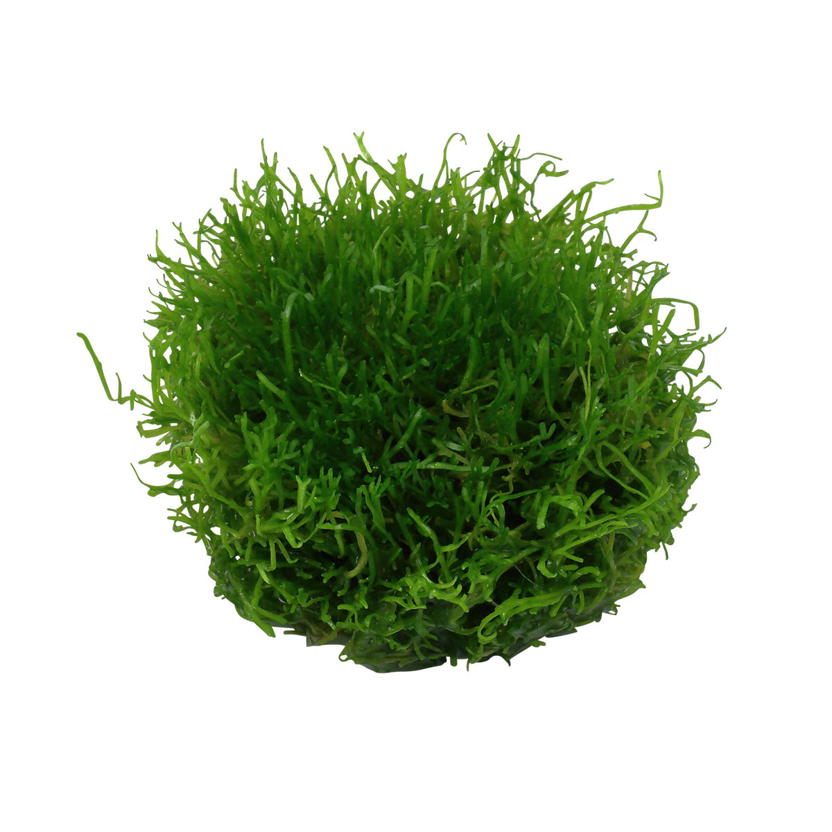 Tropica akvarijní rostlina Riccia fluitans