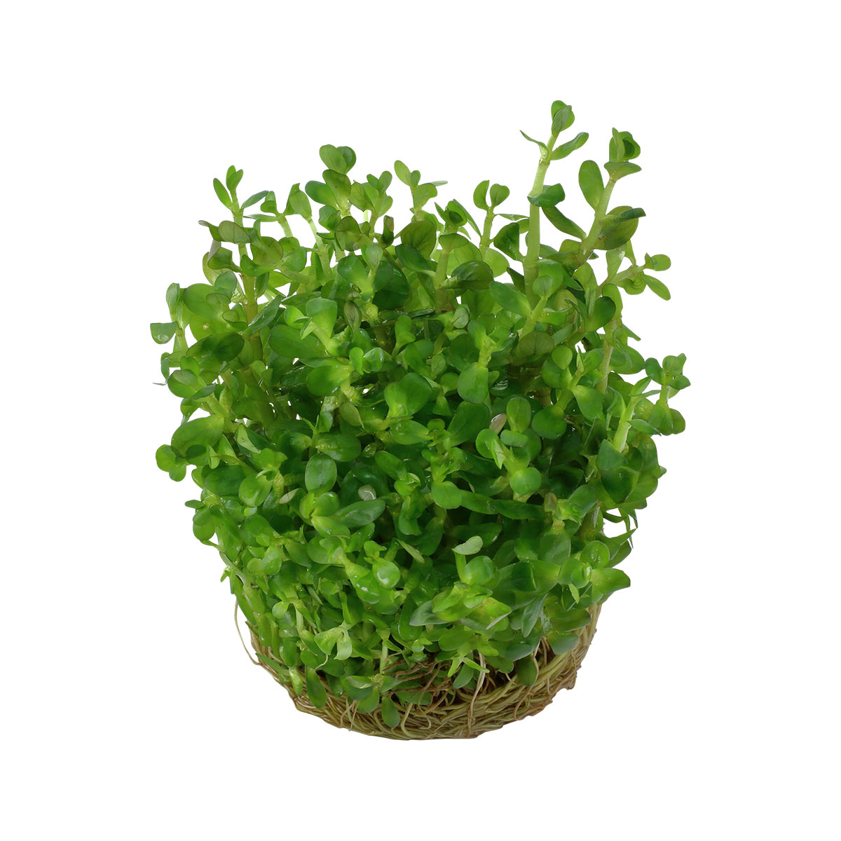 Tropica Rotala indica 'Bonsai‘ akvarijní rostlina