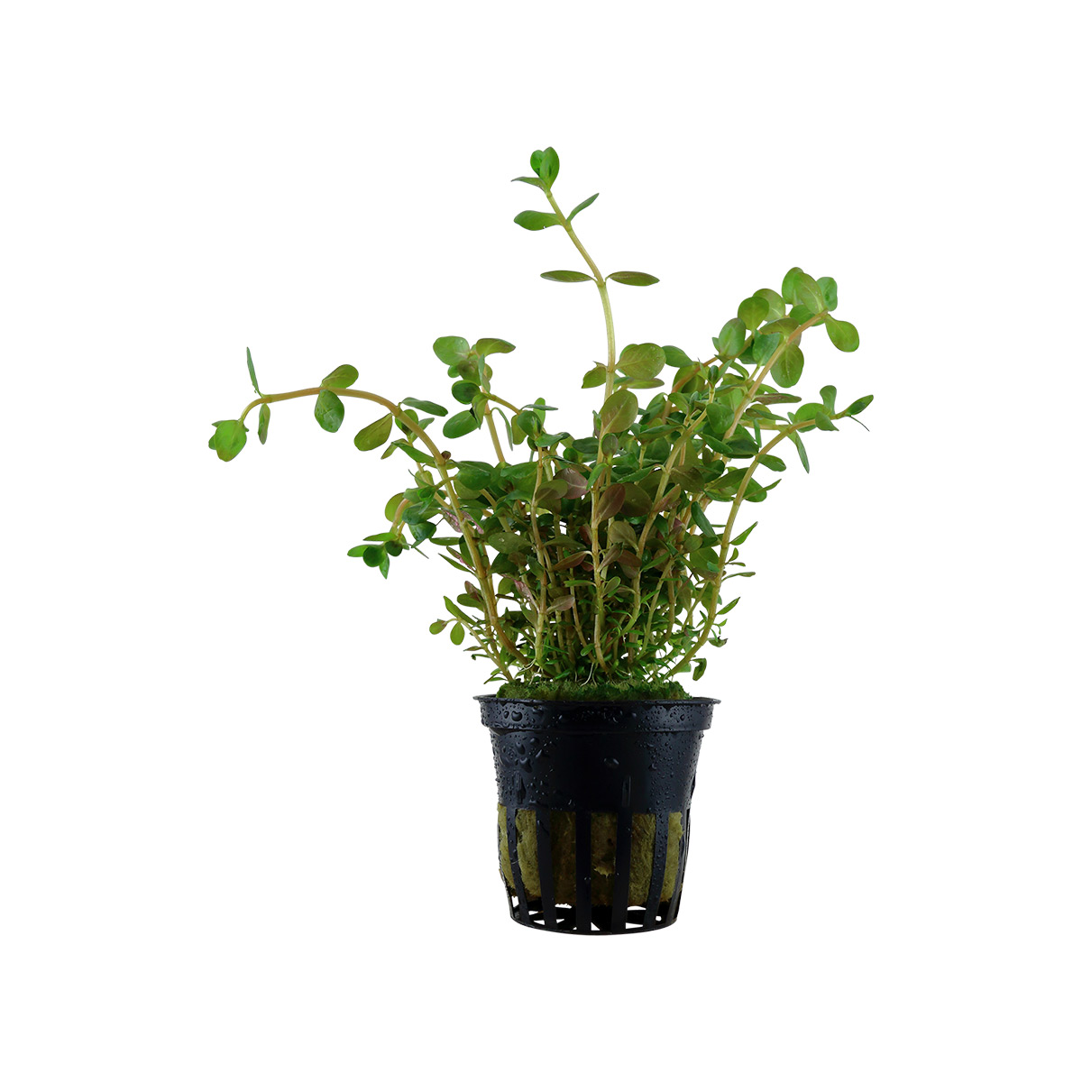 Tropica akvarijní rostlina Rotala rotundifolia