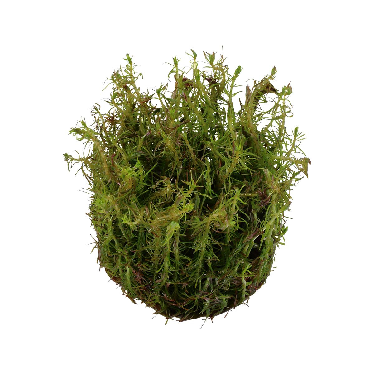 Tropica akvarijní rostlina Rotala wallichii