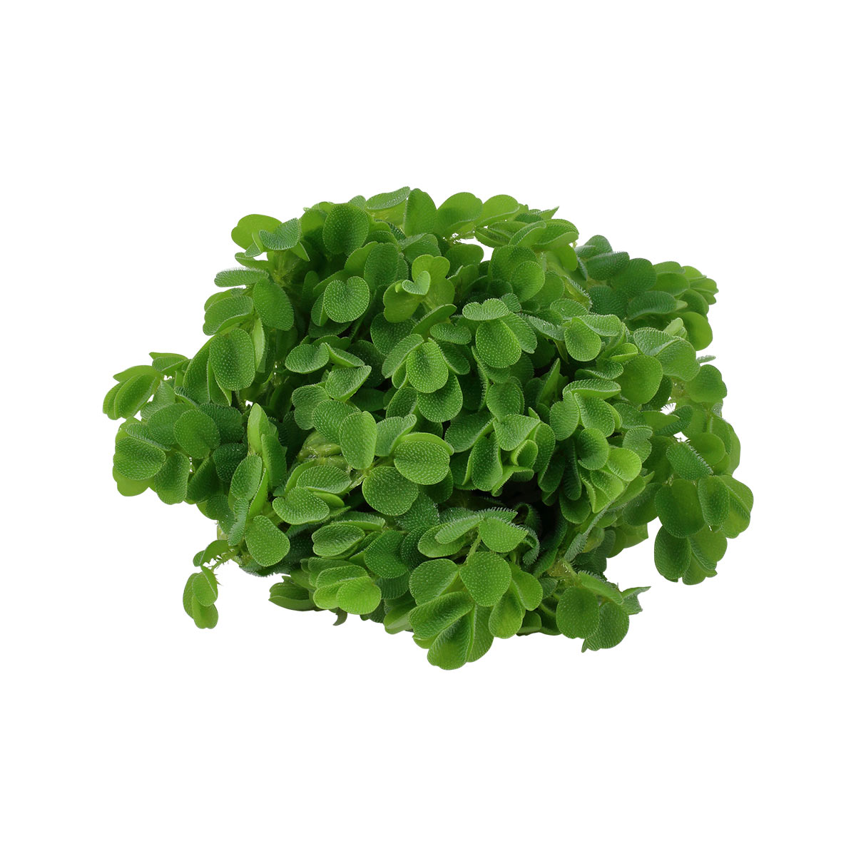 Tropica Salvinia auriculata akvarijní rostlina