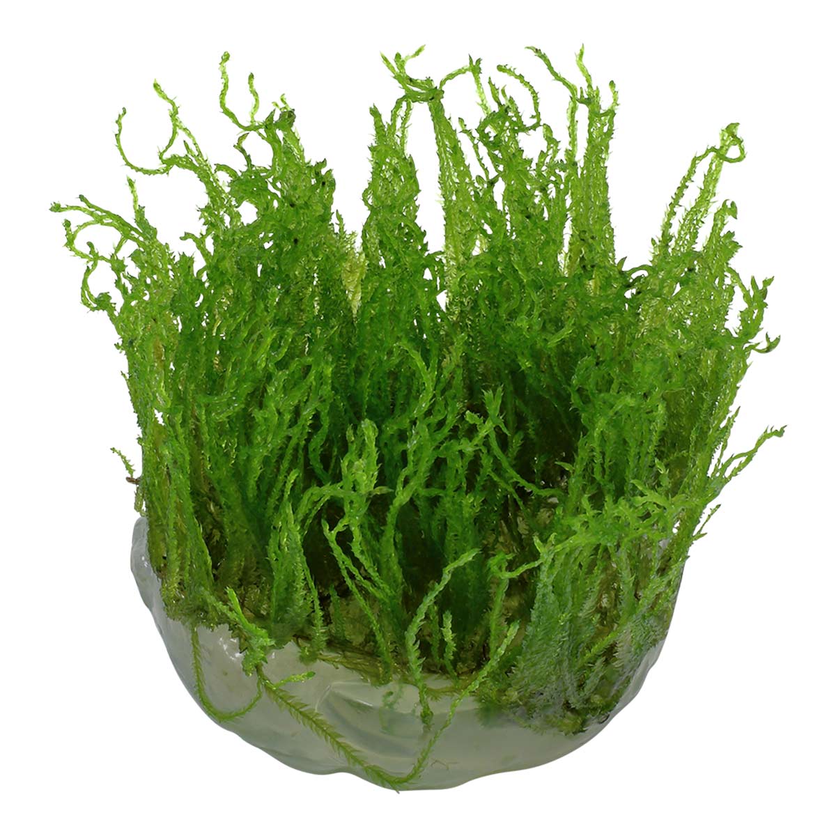 Tropica akvarijní rostlina Taxiphyllum alternans 'Taiwan'