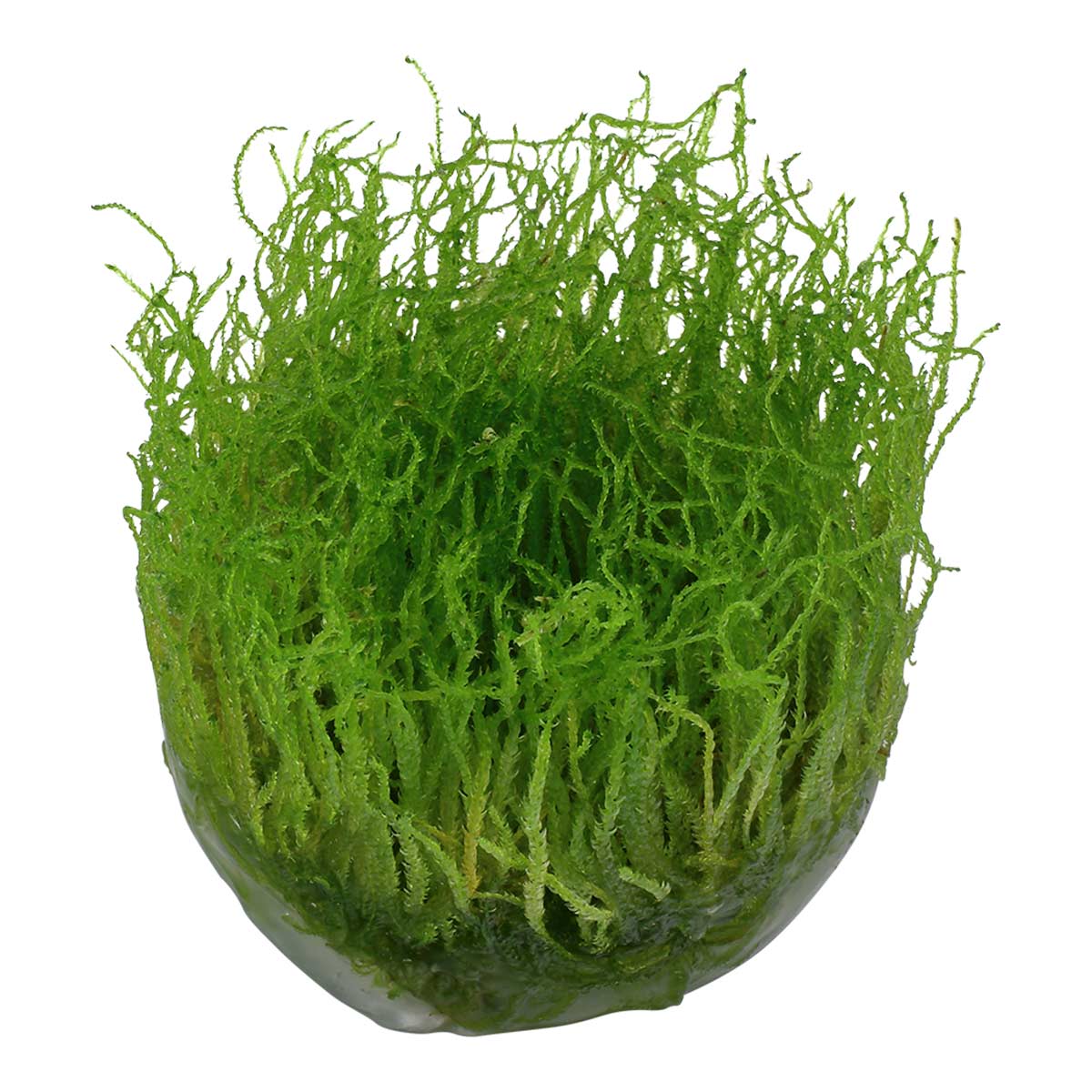 Tropica akvarijní rostlina Taxiphyllum barbieri