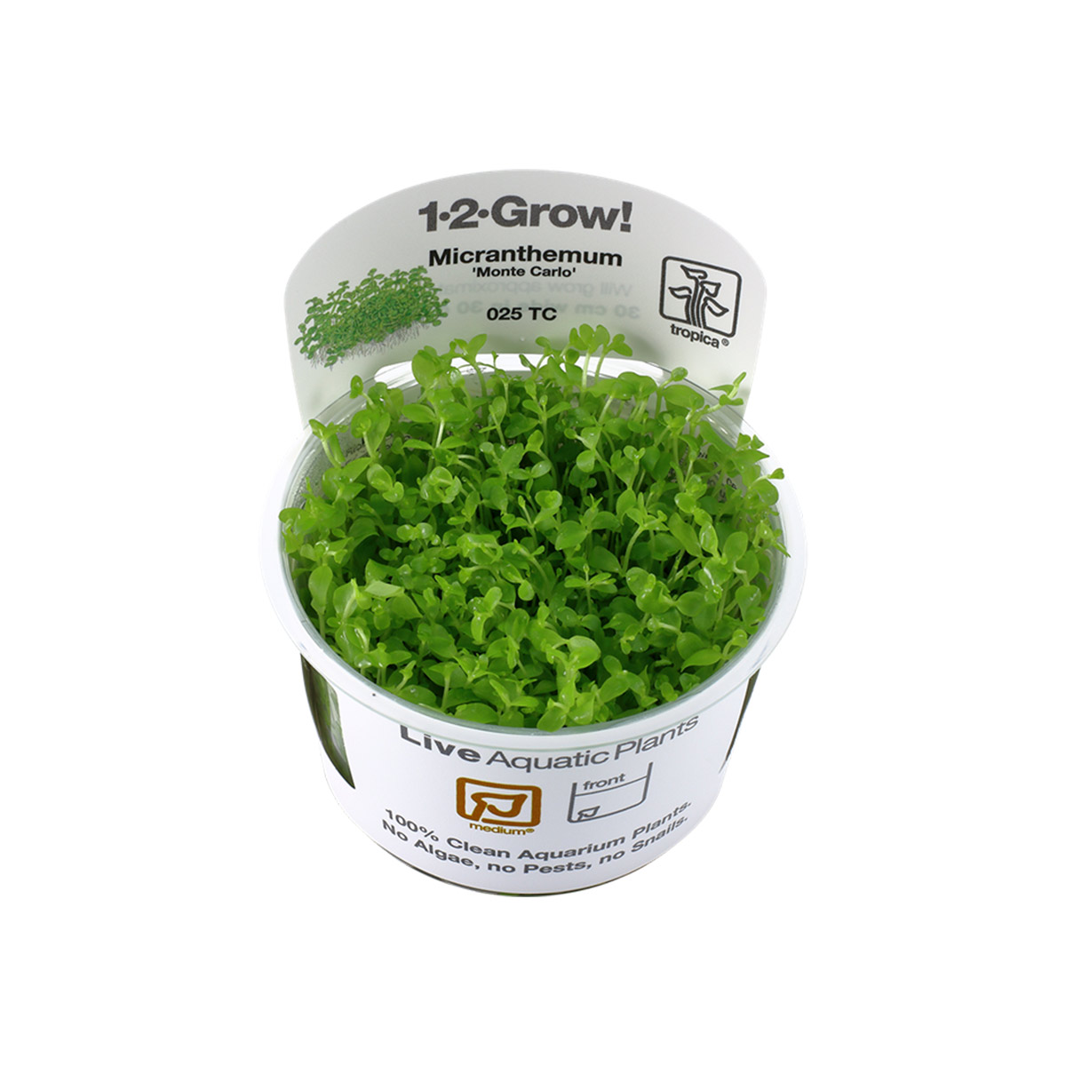Tropica Micranthemum tweediei Monte Carlo