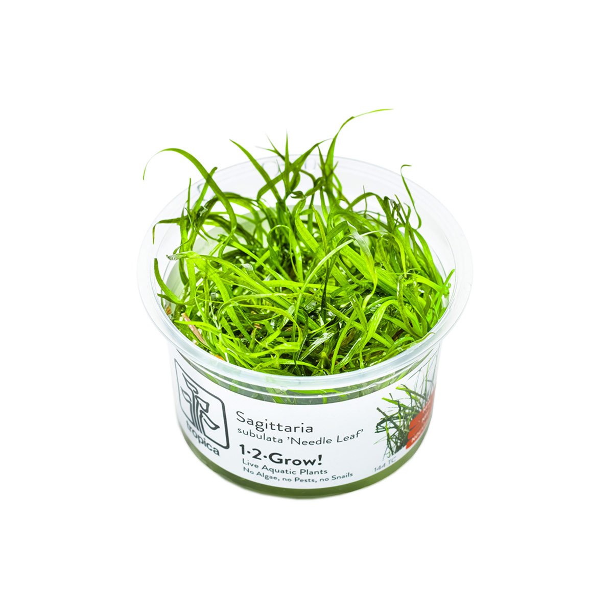 Tropica Sagittaria subulata Needle Leaf