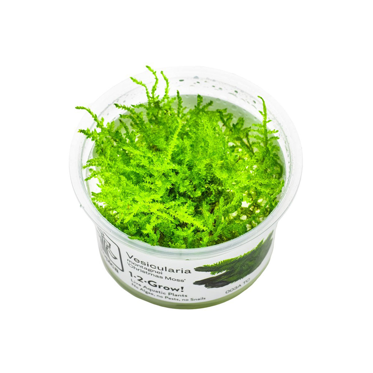 Tropica Vesicularia montagnei Christmas Moss