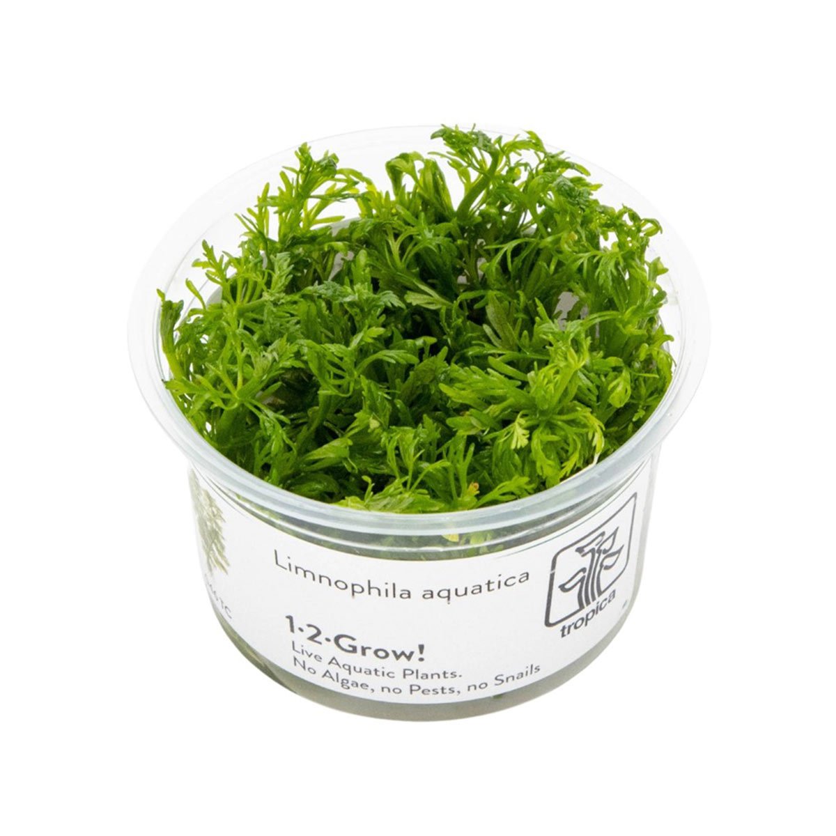 Tropica Stängelpflanze Limnophila aquatica