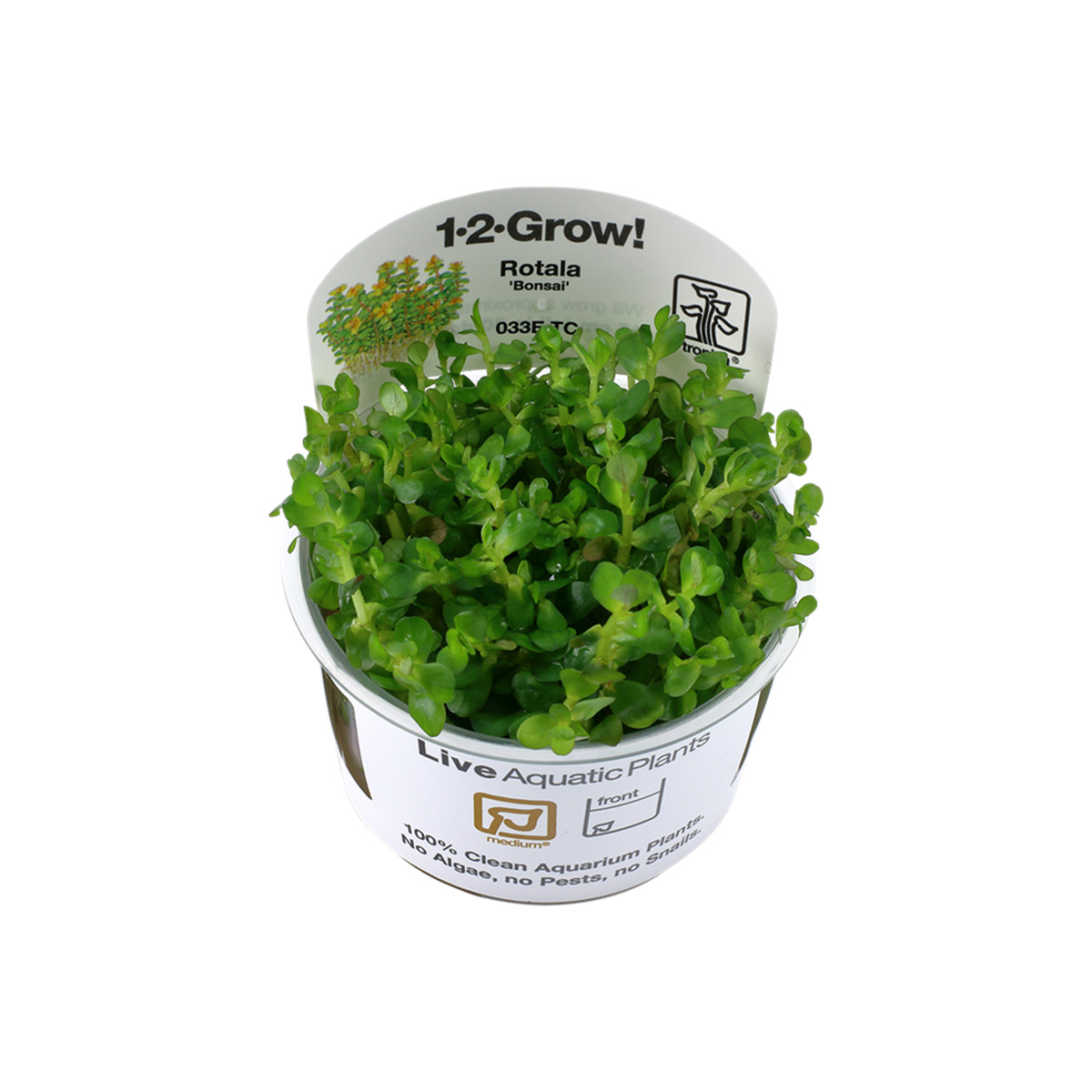 Tropica Stängelpflanze Rotala indica Bonsai