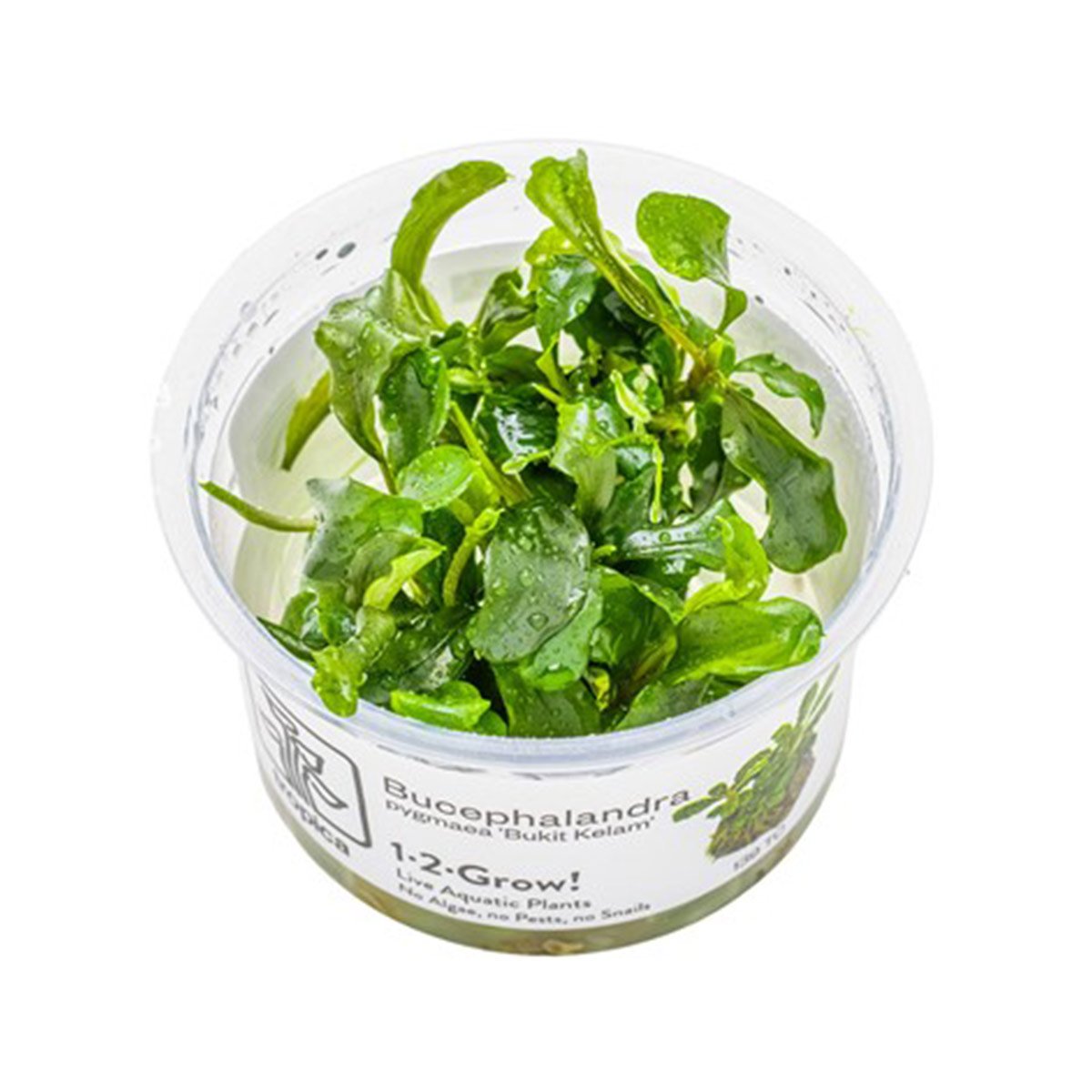 Tropica Bucephalandra pygmaea Bukit Kelam