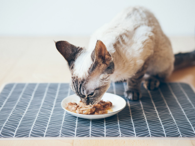 Katze füttern im Sommer